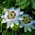 Passionflower Seed Oil