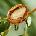 Argan Oil